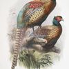 Phasianus deccollatus.