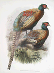 Phasianus deccollatus.
