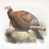 Meleagris Mexicana