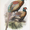 Phasianus Deccollatus