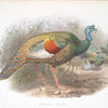 Melaeacris Ocellata