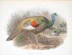 Melaeacris Ocellata