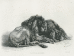 Lions, after Rubens.