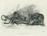 Leopards, after Rubens.