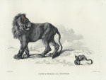 Lion and snake, after nature.