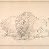 Buffalo. 245. A Buffalo Bull and Cow grazing on the American Prairies. ...