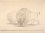 Buffalo. 245. A Buffalo Bull and Cow grazing on the American Prairies. ...