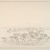 Wild horses.