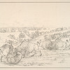 A numerous herd of Buffalos in the rutting season,  ...