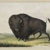 Buffalo Bull, grazing.