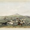 Wild horses, at play.