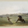 Catching the wild horse.