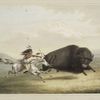 Buffalo hunt, chase.