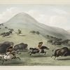 Buffalo hunt, chase.