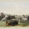Buffalo hunt, chase.