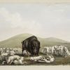 Buffalo hunt. White wolves attacking a buffalo bull.