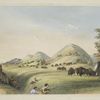 Buffalo hunt. Approaching in a ravine.