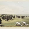 Buffalo hunt. Under the white wolf skin.