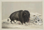 Wounded buffalo bull.