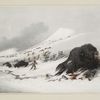 Dying buffalo bull, in snow drift.