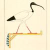 L'Ibis, emblême vivant de Thoth le second Hermès.
