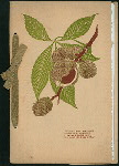 TWELFTH ANNUAL BANQUET HONORING  WILLIAM L. STRONG [held by] OHIO SOCIETY OF NEW YORK [at] "WALDORF-ASTORIA, NEW YORK" (HOTEL;)