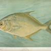 The Pompano, Trachinotus carolinis.