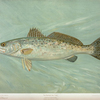 The Spotted Sea Trout, Cynoscion maculatum.