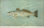 The Spotted Sea Trout, Cynoscion maculatum.