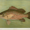The Mangrove Snapper, Lutjanus griseus.