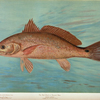 The Red Drum or Channel Bass, Scioena ocellata.