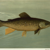 Hybrid Trout -- Cross of the Lake and Brook Trout.