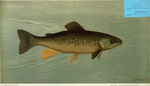 Hybrid Trout -- Cross of the Lake and Brook Trout.
