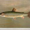 The American Brook Trout, Salvelinus fontinalis.