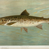 The Ouananiche or Winninish, Salmo salar ouananiche.