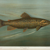The Brown or German Trout, Salmo fario.