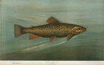 The Brown or German Trout, Salmo fario.