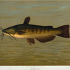 The Common Bullhead or Horned Pout, Amiurus nebulosus.
