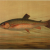 The Rainbow Trout, Salmo irideus.