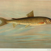 The Rocky Mountain Whitefish, Coregonus williamsoni.