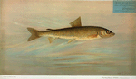 The Rocky Mountain Whitefish, Coregonus williamsoni.