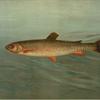 The Rocky Mountain Trout, Salmo mykiss.