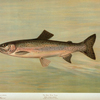 The Kern River Trout, Salmo irideus gilberti.