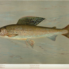 The Michigan Grayling, Thymallus ontariensis.