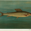 The Montana Grayling, Thymallus signifer montanus.