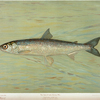 The Cisco of Lake Geneva, Wis., Argyrocomus artedi sisco.
