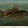 The Mirror Carp, Cyprinus carpio.
