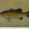 The Small-Mouthed Black Bass, Micropterus dolomieu.