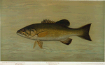 The Small-Mouthed Black Bass, Micropterus dolomieu.
