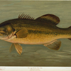 The Large-Mouthed Black Bass, Micropterus salmoides.